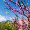 spring blooms on campus