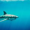 Great white shark swims through blue water