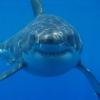 great white shark in South Africa