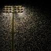 moths surrounding stadium lights
