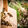 Honeybees on a wooden box