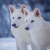 two young adult dire wolves