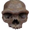 Brown skull with large brows