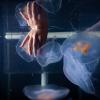 Woman dips hand into aquarium and touches jellyfish