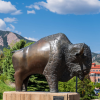 buffalo statue