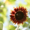 Red sunflower