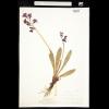 specimen identified by Alice Eastwood