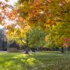 Colorful fall leaves are lit by the sun, steaming down to a green grass lawn.