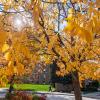 fall colors on campus