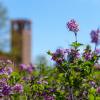 spring blooms with a campus building in the background