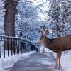 A deer walks over a snowy path