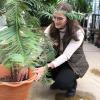 student tends to Wally the Wolemi pine in the CU greenhouse
