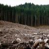 a clear-cut forest near Eugene, Oregon.