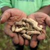 Hands holding peanuts