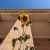 Sunflower in front of a campus building