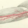 arteries