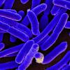 microorganisms under the microscope