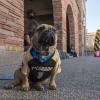 Rudy the French bulldog seen at the 2017 Homecoming Carnival