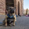 A French bulldog in Buffs jersey near the UMC fountain