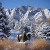 A buffalo sculpture on the CU Boulder campus is blanketed in snow. 