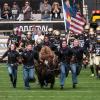 Ralphie and her handlers lead CU Football onto the field at the 2018 homecoming game