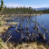 A forest sinks into a thawed permafrost lake.