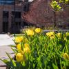 Tulips blooming on campus