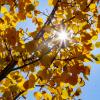 sun peaking through golden Aspen leaves