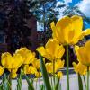 yellow tulips on campus