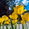 Yellow flowers on campus