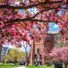 Old Main building framed with pink blossoms