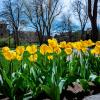 tulips on campus