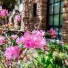 spring flowers on campus