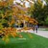 Leaves changing color in the fall