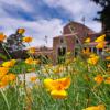 Yellow flowers bloom in the fountain area of the UMC