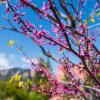 pink flowers on a tree on campus