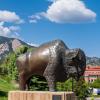 buffalo statue on campus