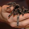 a tarantula