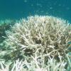 An image of bleached coral as seen in the Great Barrier Reef