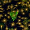 Picture of cardiac cells on a hydrogel