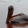 A penguin covered in oil