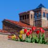 Red and yellow tulips in front of a campus building