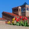 Red and yellow tulips on campus