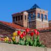 Red and yellow tulips in front of a campus building