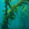Kelp forests seen in the Pacific Ocean