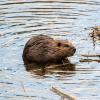 Beaver