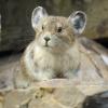 pika