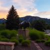 buffalo statue on campus
