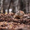 Female red squirrel forages for food