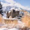 Snow-covered Ralphie statue on campus